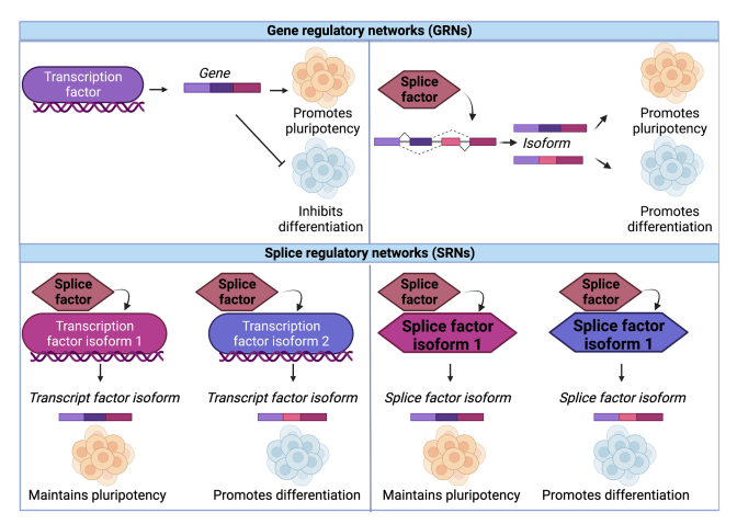 Mehlferber et al. 2023 Figure 1